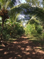 Jungle Pathway