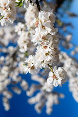Spring flowering branches, white flowers,  blossoms Almond close