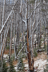 Snow in Burnt Forest in Yellowstone