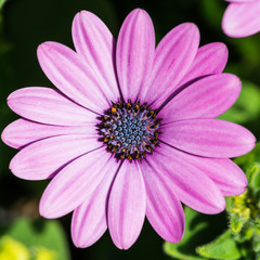 Osteospermum