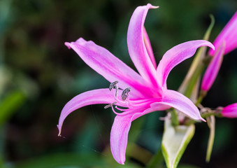 Naklejka premium Starry Nerine