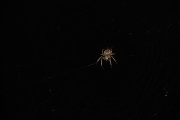 Big Spider
