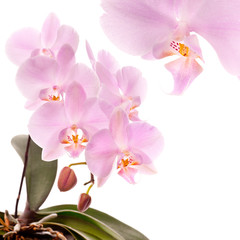 Fototapeta na wymiar Phalaenopsis orchid flowers