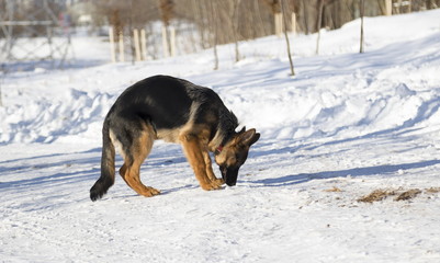 Dog in a winter park