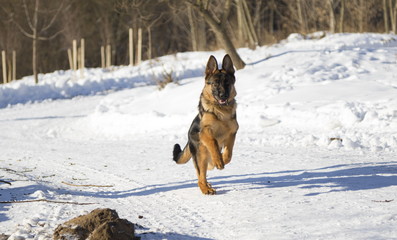 Dog runs in the winter park
