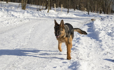 Dog runs in the winter park
