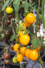 Close up yellow cherry tomatoes hanging on trees in organic farm selective focus