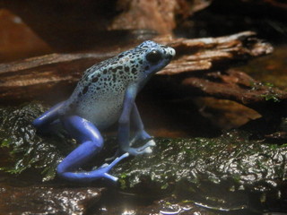 コバルトヤドクガエル