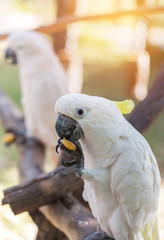 Close up white sulphur crested cockatoo(Cacatua galerita) perched on wood branch