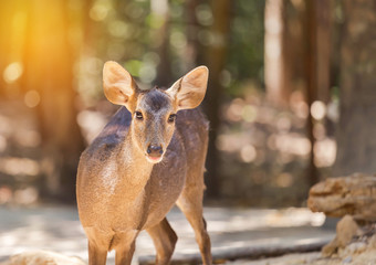 close up young siamese eld deer , Thamin, brow antlered deer ( Cervus eldi Siamensis) wildlife in natural