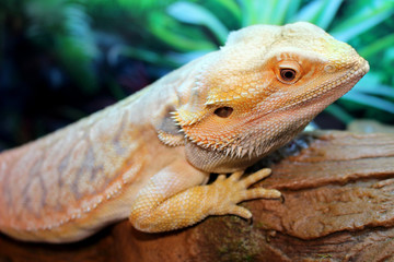 Bearded Dragon On A Log