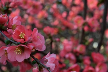 Fototapeta na wymiar Close up cluster of pink flowers blooming on tree