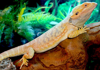 Proud Bearded Dragon