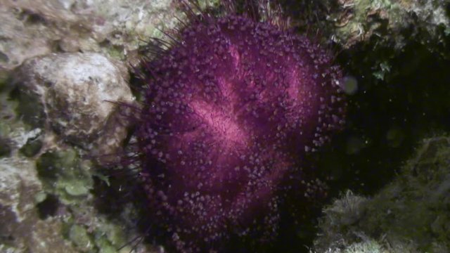 Sea urchin echinus underwater on background marine landscape in Red sea. Swimming in world of colorful beautiful wildlife of reefs and algae. Inhabitants in search of food. Abyssal diving.