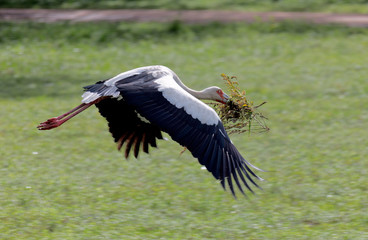 The stork is a branch in the nest - Los Llanos, El Cedral, Venezuela