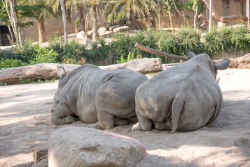Obraz premium Rhinoceros