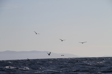 Fototapeta na wymiar Seagulls Sea Ocean