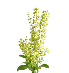 Basil flowers on a white background