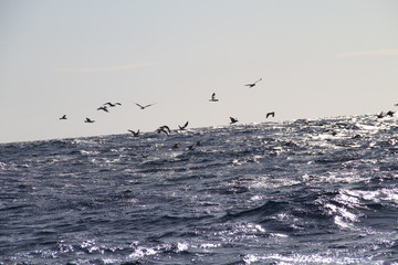Seagulls Sea Ocean