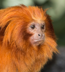  Tamarin lion doré monkey 