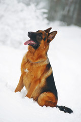 German Shepherd dog sitting on a snow in winter forest