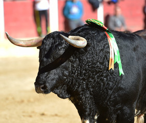 bull