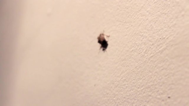 Stinkbug crawls out of focus on wall 
