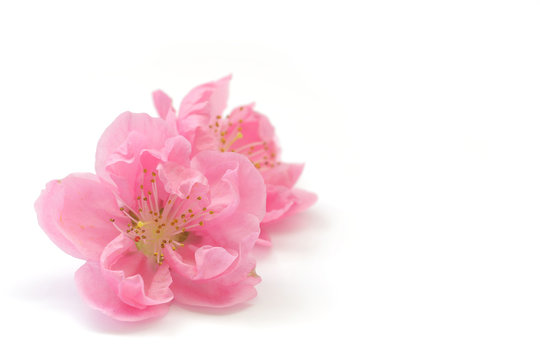 Peach Blossom Images – Browse 167,637 Stock Photos, Vectors, and