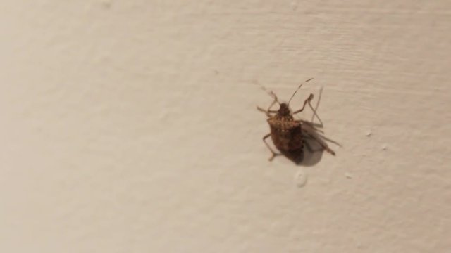 Stinkbug crawls out of focus on wall 