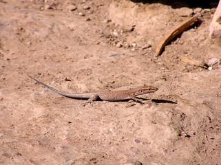 Desert lizard / The Valley of the Moon, Wadi Rum, Jordan