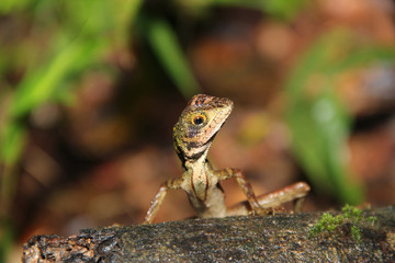 Small Lizard