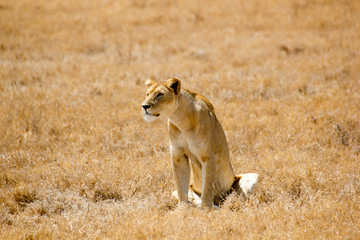 Tanzania Lioness
