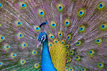 Obraz premium A beautiful male peacock with expanded feather, animal background.