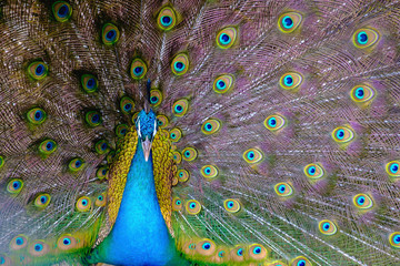 Obraz premium A beautiful male peacock with expanded feather, animal background.