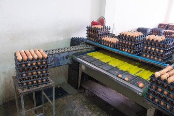 Eggs from hen farm in package and old weight scales machine for screening size.