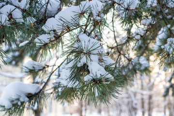 Conifer branches in winter under the snow