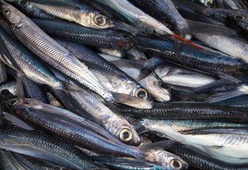 Bunch of fishes on seafood market. Fresh sea fish for sell. Small mackerel pile top view photo.