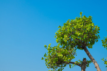 Beautiful tree and green leaf on sky background.