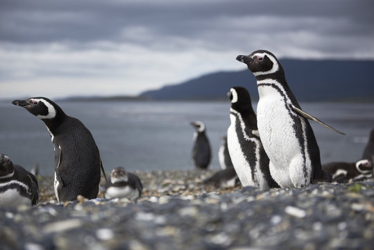 A magellanic penguin on Martillo Island, Tierra del Fuego, Argentina