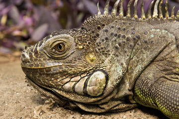 Iguana on sandy ground with purple plants in background.
