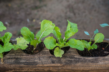 Growing vegetable in a bamboo. Vegetables household