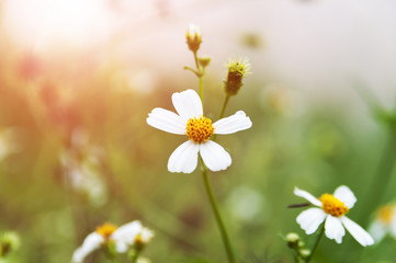 white meadow with nature background. subject is blurred