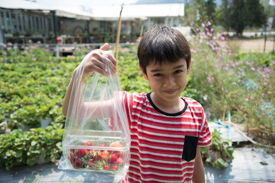 Harvesting of strawberry garden