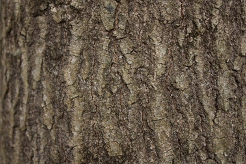 Background-Wood-Tree-Bark-light-.CR2