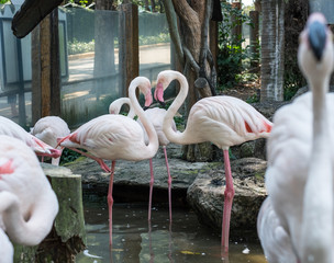 Two Flamingos, a heart-shaped