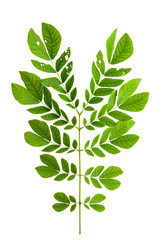 leaf isolate natural