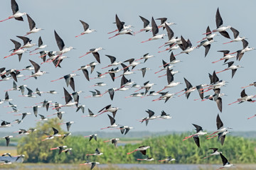 Flock of birds flying, Black-winged Stilt.