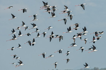Flock of birds flying, Black-winged Stilt.
