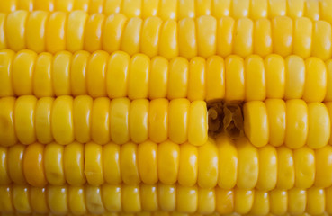 Corn missing kernels