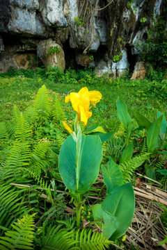 Yellow Jungle Flower Near Cave